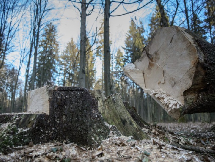 wPolityce.pl: Dyrektor Lasów Państwowych: Niemcy usuwają drzewa zagrożone przez kornika